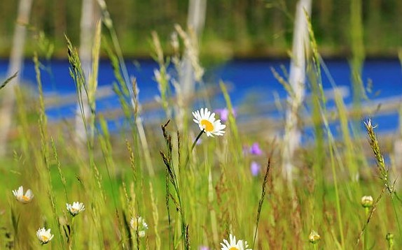 Sommarbild4.jpg